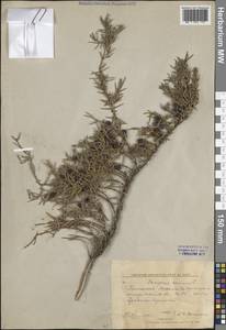 Juniperus communis L., Eastern Europe, Central forest region (E5) (Russia)