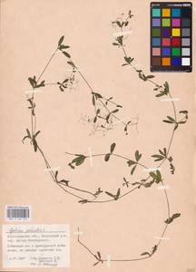 Galium palustre L., Eastern Europe, Lower Volga region (E9) (Russia)