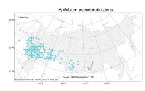 Epilobium pseudorubescens A. K. Skvortsov, Atlas of the Russian Flora (FLORUS) (Russia)