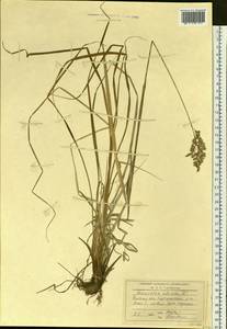 Anthoxanthum nitens (Weber) Y.Schouten & Veldkamp, Siberia, Western Siberia (S1) (Russia)