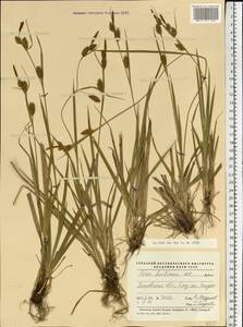 Carex hostiana DC., Eastern Europe, North-Western region (E2) (Russia)