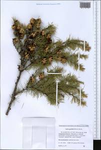 Larix gmelinii (Rupr.) Kuzen., Siberia, Russian Far East (S6) (Russia)