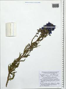Delphinium dictyocarpum DC., Eastern Europe, Middle Volga region (E8) (Russia)