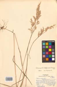 Calamagrostis hakonensis Franch. & Sav., Siberia, Russian Far East (S6) (Russia)
