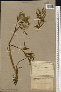 Cicuta virosa L., Eastern Europe, Northern region (E1) (Russia)