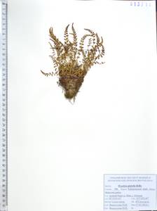 Woodsia glabella R.Br., Siberia, Russian Far East (S6) (Russia)