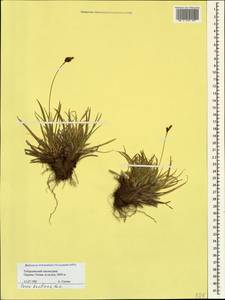 Carex umbrosa subsp. huetiana (Boiss.) Soó, Caucasus, Stavropol Krai, Karachay-Cherkessia & Kabardino-Balkaria (K1b) (Russia)