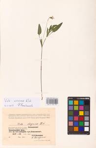 Viola pumila Chaix, Eastern Europe, Lower Volga region (E9) (Russia)
