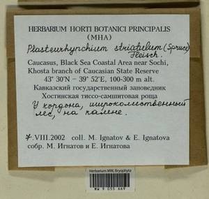 Plasteurhynchium striatulum (Spruce) M. Fleisch., Bryophytes, Bryophytes - North Caucasus & Ciscaucasia (B12) (Russia)