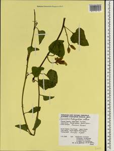 Ipomoea alba L., South Asia, South Asia (Asia outside ex-Soviet states and Mongolia) (ASIA) (Thailand)