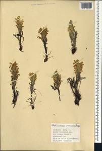 Pedicularis venusta Schangin ex Bunge, Siberia, Altai & Sayany Mountains (S2) (Russia)