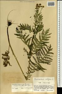 Tanacetum vulgare subsp. vulgare, Mongolia (MONG) (Mongolia)