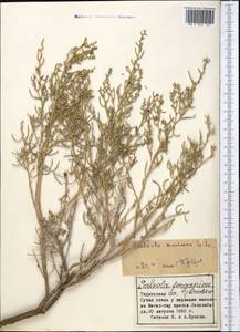 Oreosalsola montana (Litv.) Akhani, Middle Asia, Western Tian Shan & Karatau (M3) (Tajikistan)