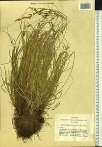 Carex sabynensis Less. ex Kunth, Siberia, Altai & Sayany Mountains (S2) (Russia)