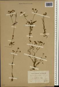 Valerianella pumila (L.) DC., South Asia, South Asia (Asia outside ex-Soviet states and Mongolia) (ASIA) (Syria)