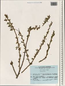 Salix pierotii Miq., South Asia, South Asia (Asia outside ex-Soviet states and Mongolia) (ASIA) (Japan)