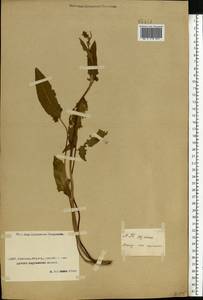 Rumex, Middle Asia, Caspian Ustyurt & Northern Aralia (M8) (Kazakhstan)