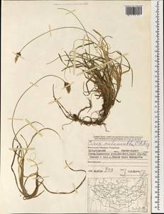 Carex melanantha C.A.Mey., Mongolia (MONG) (Mongolia)