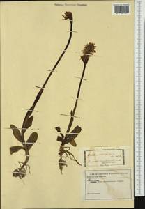 Orchis italica Poir. , nom. cons. prop., Western Europe (EUR) (Not classified)