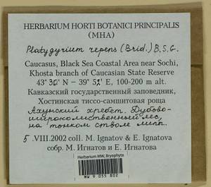 Platygyrium repens (Brid.) Schimp., Bryophytes, Bryophytes - North Caucasus & Ciscaucasia (B12) (Russia)