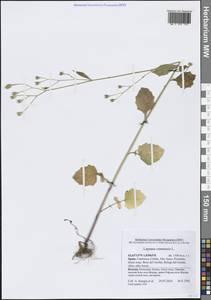 Lapsana communis L., Western Europe (EUR) (Spain)