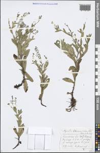 Myosotis lithuanica (Schmalh.) Besser ex Dobrocz., Eastern Europe, Western region (E3) (Russia)