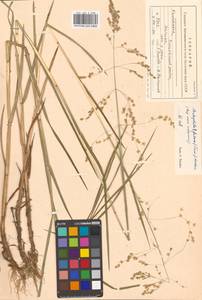 Dupontia fulva (Trin.) Röser & Tkach, Siberia, Chukotka & Kamchatka (S7) (Russia)