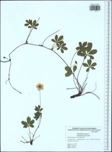 Potentilla reptans L., Eastern Europe, Central region (E4) (Russia)