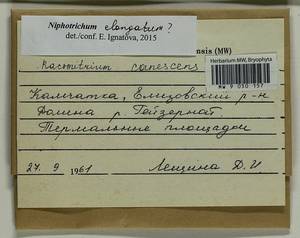 Niphotrichum elongatum (Ehrh. ex Frisvoll) Bedn.-Ochyra & Ochyra, Bryophytes, Bryophytes - Chukotka & Kamchatka (B21) (Russia)