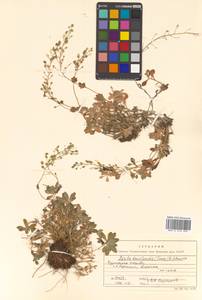 Draba borealis DC., Siberia, Russian Far East (S6) (Russia)