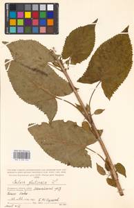 Salvia glutinosa L., Eastern Europe, Moscow region (E4a) (Russia)