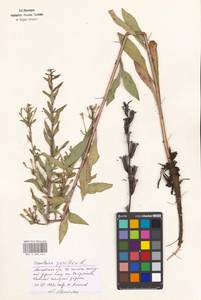 Oenothera parviflora L., Eastern Europe, Moscow region (E4a) (Russia)