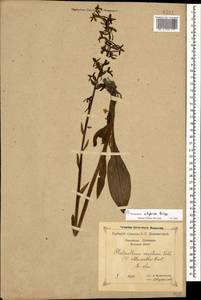 Platanthera chlorantha (Custer) Rchb., Caucasus, Black Sea Shore (from Novorossiysk to Adler) (K3) (Russia)