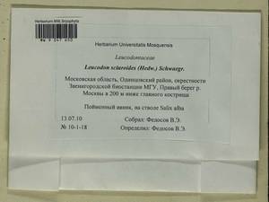 Leucodon sciuroides (Hedw.) Schwägr., Bryophytes, Bryophytes - Moscow City & Moscow Oblast (B6a) (Russia)