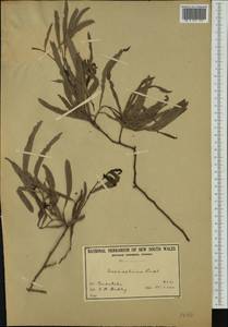 Acacia salicina Lindl., Australia & Oceania (AUSTR) (Australia)