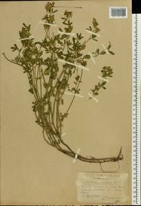 Medicago sativa L., Eastern Europe, Central forest-and-steppe region (E6) (Russia)