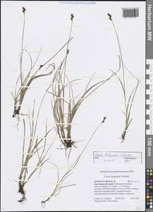 Carex lachenalii Schkuhr, Siberia, Central Siberia (S3) (Russia)