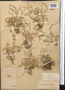 Iris humilis Georgi, Middle Asia, Muyunkumy, Balkhash & Betpak-Dala (M9) (Kazakhstan)