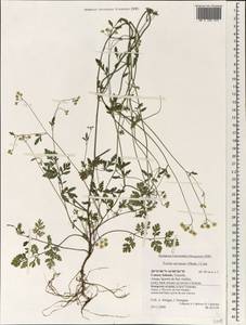 Torilis arvensis (Huds.) Link, Africa (AFR) (Spain)