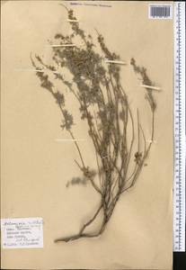 Artemisia rutifolia Stephan ex Spreng., Middle Asia, Pamir & Pamiro-Alai (M2) (Kyrgyzstan)