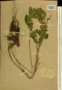 Trifolium medium L., Eastern Europe, Middle Volga region (E8) (Russia)
