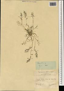 Eragrostis, South Asia, South Asia (Asia outside ex-Soviet states and Mongolia) (ASIA) (Iran)