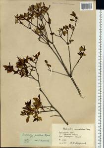 Rhododendron mucronulatum subsp. sichotense (Pojark.) A. P. Khokhr., Siberia, Russian Far East (S6) (Russia)