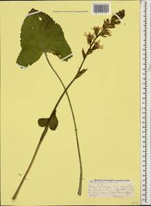 Ligularia subsagittata Pojark., Caucasus, Stavropol Krai, Karachay-Cherkessia & Kabardino-Balkaria (K1b) (Russia)