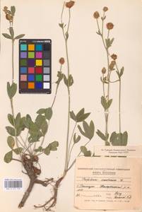 Trifolium montanum L., Eastern Europe, Moldova (E13a) (Moldova)