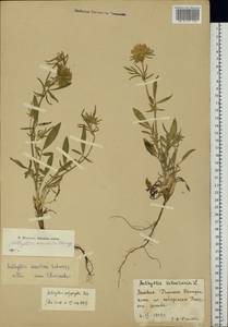 Anthyllis vulneraria subsp. maritima (Hagen)Corb., Eastern Europe, Latvia (E2b) (Latvia)