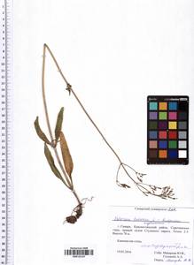 Valeriana tuberosa L., Eastern Europe, Middle Volga region (E8) (Russia)