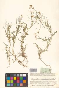 Sterigmostemum caspicum (Lam.) Kuntze, Eastern Europe, Lower Volga region (E9) (Russia)