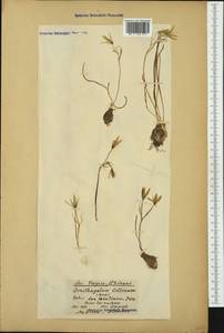Ornithogalum orthophyllum subsp. kochii (Parl.) Zahar., Western Europe (EUR) (Italy)