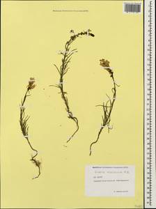 Linaria macroura (M. Bieb.) M. Bieb., Caucasus, North Ossetia, Ingushetia & Chechnya (K1c) (Russia)